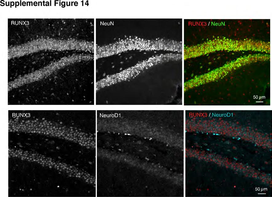 Supplemental Figure 13. In vivo L1-based promoter activity. The 5 UTR of L1-driven GFP showed neurogenic area-specific expression.