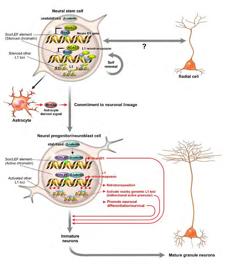 neurogenesis may likely be in later stages rather than in the initial steps of L1 expression during the neurogenic stage, when NeuroD1 is expressed (Fig.