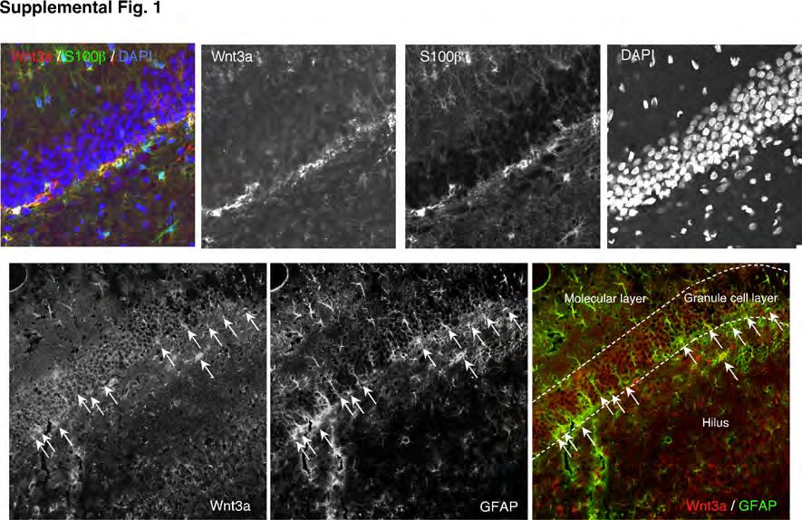 Supplemental Figure 1. Immunohistochemical analysis of Wnt3a in adult hippocampus.