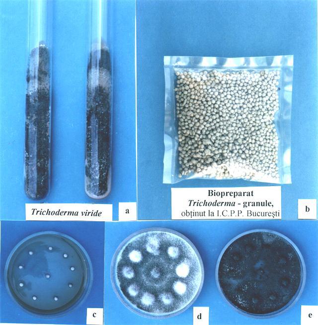 Trichoderma a Trichoderma - Pellets -