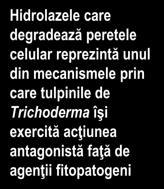 Hidrolazele care degradează peretele celular reprezintă