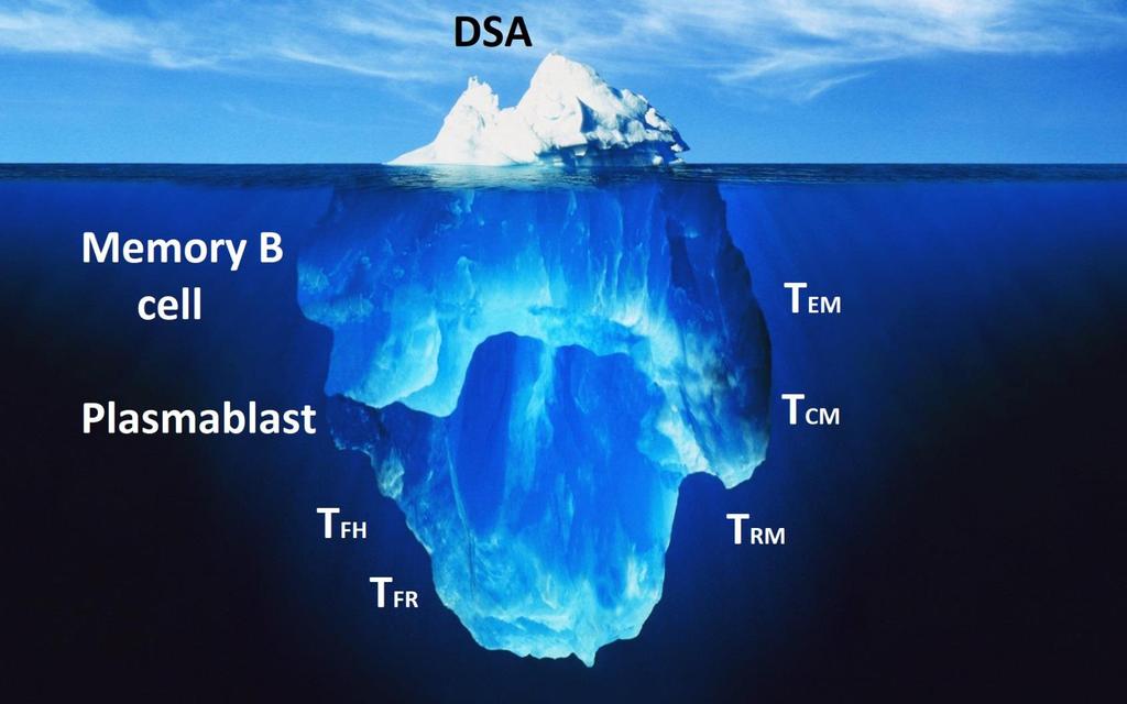 Τα dndsa αποτελούν δείκτη μιας
