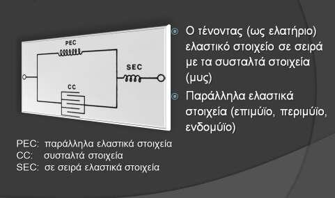 τον τένοντα που προσκολλά τον μύ στο οστό. Αυτή καλείται μυοτενόντια μονάδα.