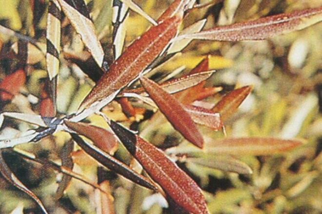 των αζωτούχων λιπασμάτων είναι αναγκαίο να συνδέεται με τη διαθεσιμότητα του νερού, δηλαδή να ακολουθείται από βροχοπτώσεις ή άρδευση.