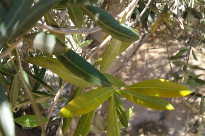 γενικότερα στην ποιότητα των προϊόντων αποτελεί βασικό θρεπτικό στοιχείο για την καλλιέργεια της ελιάς (12). Η βέλτιστη συγκέντρωση των φύλλων σε φώσφορο είναι από 0,09-0,11% ξηρής ουσίας (8).