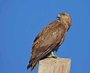 Το Όρνιο ή σκάρα ή καναβός ή θράσα (Gyps fulvus) αποτελεί προστατευόμενο είδος και συναντάται σε 21 από τις 54 περιοχές του Δικτύου Natura 2000.