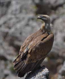 Ο Γυπαετός ή κοκαλάς (Gypaetus barbatus) είναι μεγάλο πτωματοφάγο αρπακτικό που τρέφεται κυρίως με κόκαλα κτηνοτροφικών ζώων, κυρίως αιγοπροβάτων.