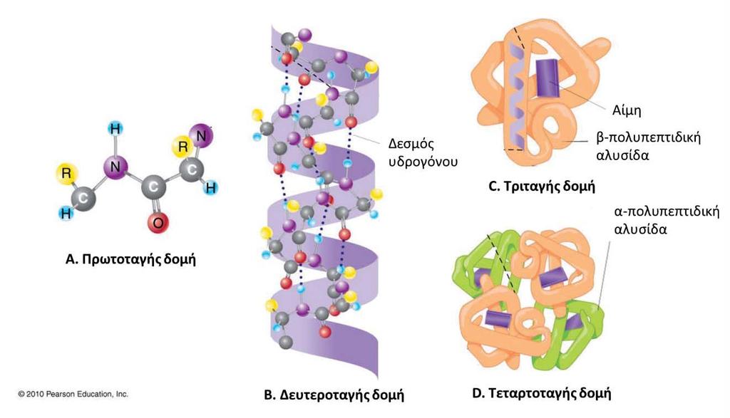 Εικόνα 5: Διαμόρφωση πρωτεϊνών στον χώρο. Α, Πρωτοταγής δομή, Β. Δευτεροταγής δομή, C. Τριτοταγής δομή (αιμοσφαιρίνη), D. Τεταρτοταγής δομή. 2.