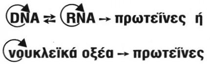 DNA μεταγραφόταν σε RNA. Σήμερα είναι γνωστό ότι μερικοί ιοί έχουν RNA ως γενετικό υλικό.