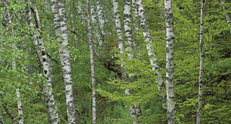 Betula