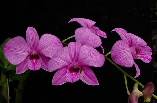 θερμοκρασία 13 C Το είδος Dendrobium phalaenopsis