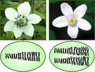 Two species of anemone flower and their chromosomes.