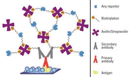 Σύστημα Στρεπταβιδίνης Βιοτίνης Προσδιορισμός μέσω σημασμένης βιοτίνης https://www.thermofisher.com/content/dam/lifetech/images/integration/avidin-biotin-interaction1.jpg 1.