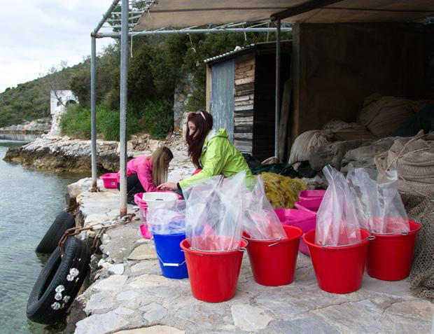 4 Προπτυχιακή Διπλωματική Εργασία (ΠΔΕ) Για τη λήψη του πτυχίου του Τμήματος Γεωπονίας Ιχθυολογίας και Υδάτινου Περιβάλλοντος του Πανεπιστημίου Θεσσαλίας, είναι υποχρεωτική η εκπόνηση προπτυχιακής