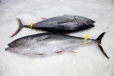 This enables us to supply high quality fillets and whole fish to the fish markets of Japan and Europe.