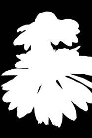 ΤΗΣ Φ ύσης Echinacea Πολύ δημοφιλές βότανο τα τελευταία χρόνια, μέλος της οικογένειας Asteraceae, είναι η Echinacea. Φυτρώνει κυρίως στα δάση της Β. Αμερικής.