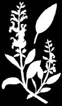 Cranberry Lavandula Angustifolia Eucalyptus Παραδοσιακά σε βρογχίτιδα, άσθμα, βήχα και προβλήματα του αναπνευστικού χρησιμοποιούμε τον