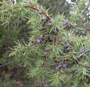Na stiku raznih klimatskih vplivov in izpostavljena neusmiljenemu pihanju burje se je tu razvila zelo raznovrstna travniπka vegetacija, imenovana vzhodno submediteranska suha traviπëa
