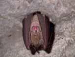 Nekatere vrste netopirjev, med njimi tudi mali podkovnjaki (Rhinoluphus hipposideros), prezimujejo v kraπkih jamah.