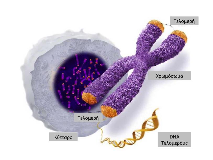 Dr. Δημήτρης Τσουκαλάς ωάρια και σπερματοζωάρια. Αν τα κύτταρά μας δεν είχαν αυτόν τον μηχανισμό, τα παιδιά θα γεννιούνταν έχοντας τη βιολογική ηλικία των γονέων τους. Εικόνα 3-3 Τελομερή και κύτταρο.