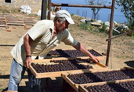 Κάθετη οργάνωση σε αγροτοβιομηχανικά συγκροτήματα (η ίδια επιχείρηση συνδυάζει καλλιέργεια, τυποποίηση, μεταφορά, διανομή).