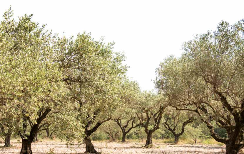 ΕΜΠΡΌΣΘΙΟΣ ΣΥΛΛΈΚΤΗΣ ΜΕΡΑ ΜΕ