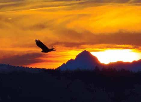 Na fotografiji je predstavljen oddaljeni Triglav v času žarečega sončnega zahoda, in to v trenutku, ko je šentviško nebo preletela ptica, kar daje motivu poetičen čar.