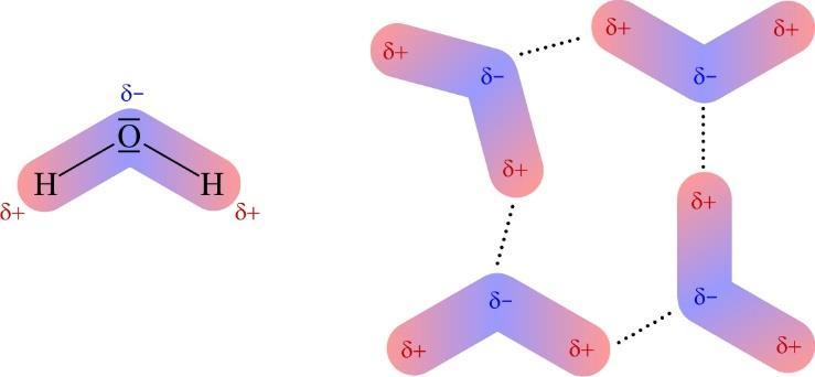 Obr. 1.19 Vodíková väzba medzi molekulami vody. Van der Waalsove sily sa delia na coulombické (dipól-dipól), polarizačné (dipólindukovaný dipól) a disperzné (Londonove).