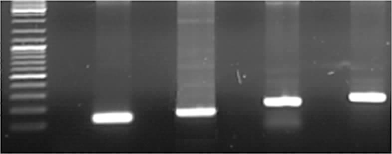 5 : PCR Sumf1 433 F1 MF1 F2 MF2 MR1 R1 MR2 R2 A Fragment 2 Fragment 4 Fragment 1 Fragment 3 B Fragments 3+4 Fragments 1+2 C 1 PCR A: PCR 1 2 DNA ; B: 1 2, 3 4, PCR 3 Sumf 1-M 1 Sumf 1-M 2; C: Sumf