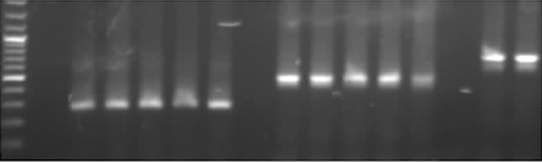 434 9 Marker 1 2 Marker 1 3 PCR 1 Sumf 1-M 1 PCR 3 ; 2 Sumf 1-M 2 PCR 3 Fig3 PCR amplification products were obtained by an overlap extension PCR Lane 1: third PCR step Sumf 1-M 1 were obtained by