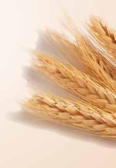 AGROKOMODITY PŠENICA JAČMEŇ KUKURICA SLNEČNICA ČIERNA SLNEČNICA ČIERNA PROSO ŽLTÉ PROSO ŽLTÉ MAK KONZUMNÝ FAZUĽA BIELA,VELKÁ teľovi vedia veľmi znepríjemniť život.
