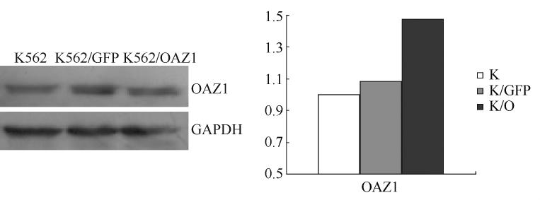 marker 1 ~ 3 plvx-neo-oaz1-ires-zsgreen the inserted target gene OAZ1 was 687 bp GFP CD71 + / GPA - P < 0 01 OAZ1 GPA CD71 K562 /GFP CD71 Table 2 95 % K562 / GFP 2 4 2 Fig 5 K562 / OAZ1 G418 K562