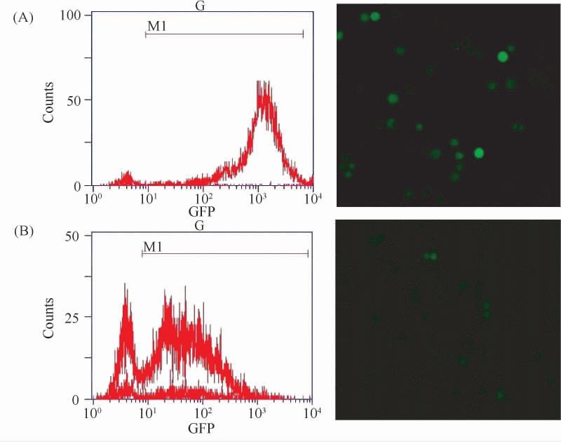 4 OAZ1 K562 365 Fig 2 Green fluorescence detection by FACS left and fluorescence microscopic images right 200 The fluorescent rate and intensity of the K562 / OAZ1 cells were obviously less than the