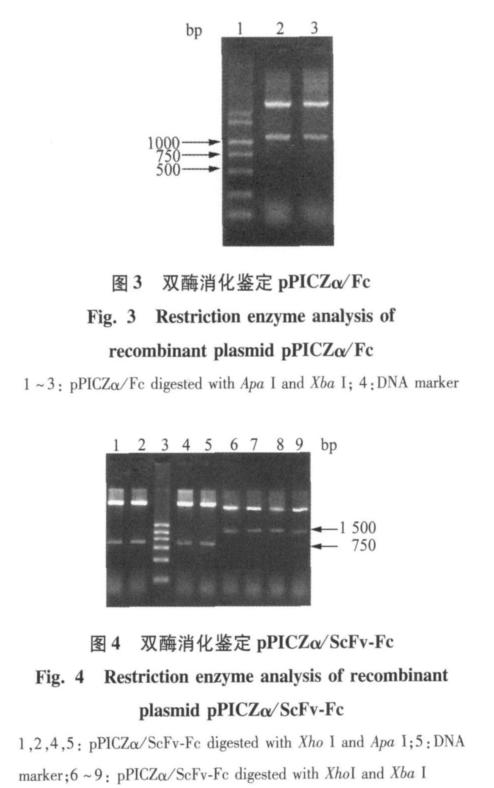 4 ScFv-Fc PCR Zeocin 0h 24h ScFv anti-rabies 48h 72h 96h 120h 1ml ScFv anti-hbsag -HBs 750bp Xho I Apa ELISA I ppiczα /Fc