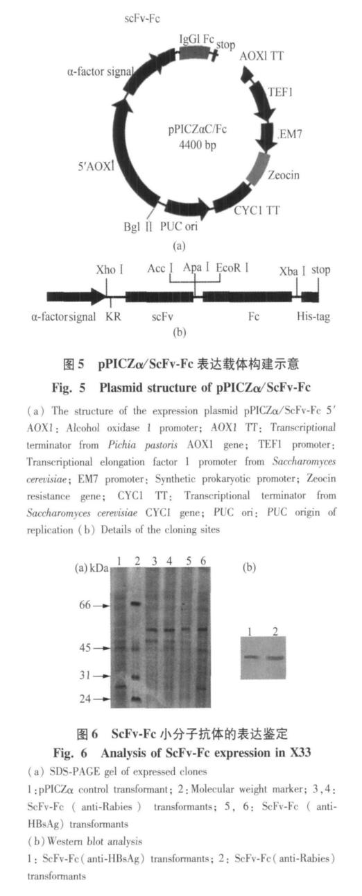 China Biotechnology Vol. 31 No.