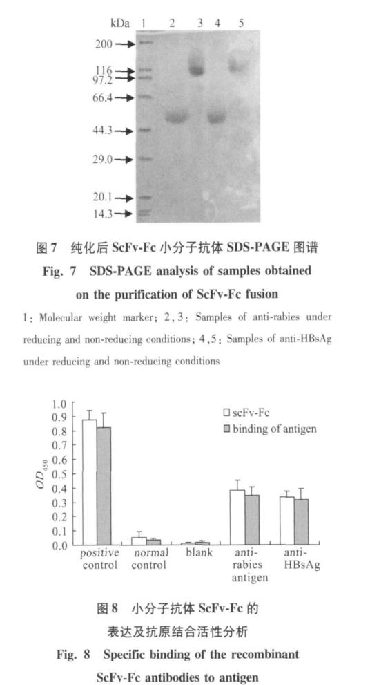 protein A > 95% ELISA ScFv-Fc anti-rabies ScFv-Fc anti-hbsag 8 2.