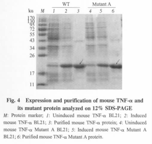 2009; 36 (4) TNF-α 427 Fig 3 Flow cytometric analysis of mouse TNF-α(WT) and mouse TNF-α mutants(mutant A and Mutant B) displayed on yeast cell surface labeled with anti-v5-fitc and 9C6 respectively