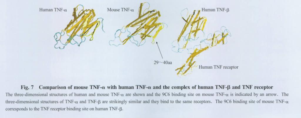 2009; 36 (4) TNF-α 429 TNF-α TNF-β TNF TNF-α 7~11 17~23 30~39 42~ [9] 49 106~122 135~142-9C6 TNF-α 9C6 TNF-α ( ) TNF-β TNF-α 29~40 TNF-α ( 7) TNF-α TNF-β Human TNF-α Mouse TNF-α Human TNF-β 29~40aa