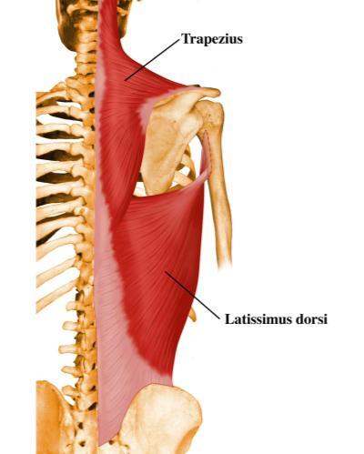 βραχιόνιο όγκωμα. Ο μυς προκαλεί έσω στροφή και απαγωγή του βραχίονα και νευρώνεται από το υποπλάτιο νεύρο (Α5-7). Υπακάνθιος μυς Ένας απο τους στροφείς μυες.