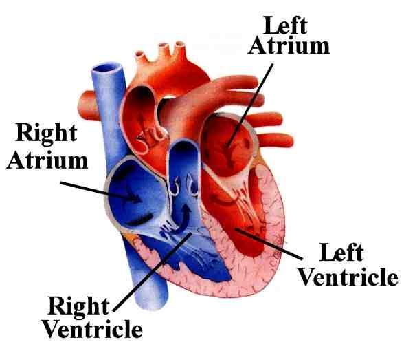 Πνευμονικές φλέβες Μεταφέρουν αίμα οξυγονωμένο από τον πνεύμονα στον αριστερό κόλπο. Βρίσκεται κάτω από τις πνευμονικές αρτηρίες. Υπάρχει άνω και κάτω πνευμονική φλέβα σε κάθε πλευρά.