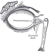 Άνω λοξός μυς: κατευθύνει το βολβό προς τα κάτω και έξω κατά τον προσθιοπίσθιο άξονα του οφθαλμού Κάτω λοξός μυς: κατευθύνει το βολβό προς τα πάνω και έξω κατά τον προσθιοπίσθιο άξονα του οφθαλμού