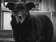 Ramin Bahrani Tribute Thessaloniki IFF-2014 / Tributes Dogs [Σκυλιά] Σκηνοθεσία-Σενάριο-Μοντάζ-Παραγωγός/Direction-Screenplay-Editing-Producer: Ramin Bahrani ProRes Έγχρωμο/Color 5 ΗΠΑ / USA 2005 Τα