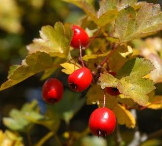 Jesenné plody 1.1. Hloh jednosemenný (Crataegus monogyna) Je to tŕnitý ker alebo malý strom, ktorý dorastá do výšky 1-10m. Kvety majú 2-3 čnelky. Plody sú tmavočervené, guľovité s 1 tvrdou kôstkou.