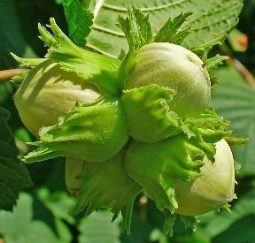 Lieska obyčajná (Corylus avellana) Lieska je ker vysoký 3-8 m dobre odolný zime až do -35 C. Je dobrým zdrojom peľu pre včely.