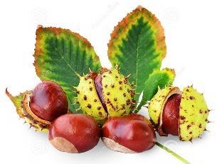 Pagaštan konský (Aesculus hippocastanum) Je to strom dorastajúci do výšky 25m. Má typické 5-početné listy a vzpriamené strapce kvetov v počte až 90.