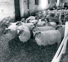 Samotný model kríženia vyzerá nasledovne: bahnica typu horská ovca (hill ewes) je pripustená