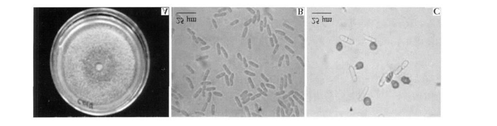 746 36 C049,,,,, ( 2), Colletotrichum destructivum OπGara F ig.