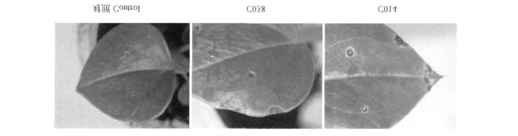 A: Colony; B: Conidia; C: App ressoria.