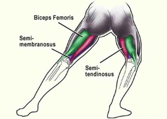 ΕΙΣΑΓΩΓΗ Οι οπίσθιοι μηριαίοι μύες (καμπτήρες γόνατος), είναι η μυϊκή ομάδα που βρίσκεται στο πίσω μέρος του μηρού, και είναι τρείς(εικόνα 1): 1.