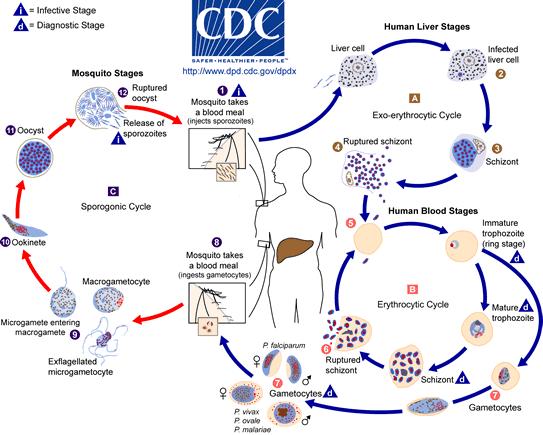 Κύκλος ελονοσίας Προερυθροκυτταρικός κύκλος
